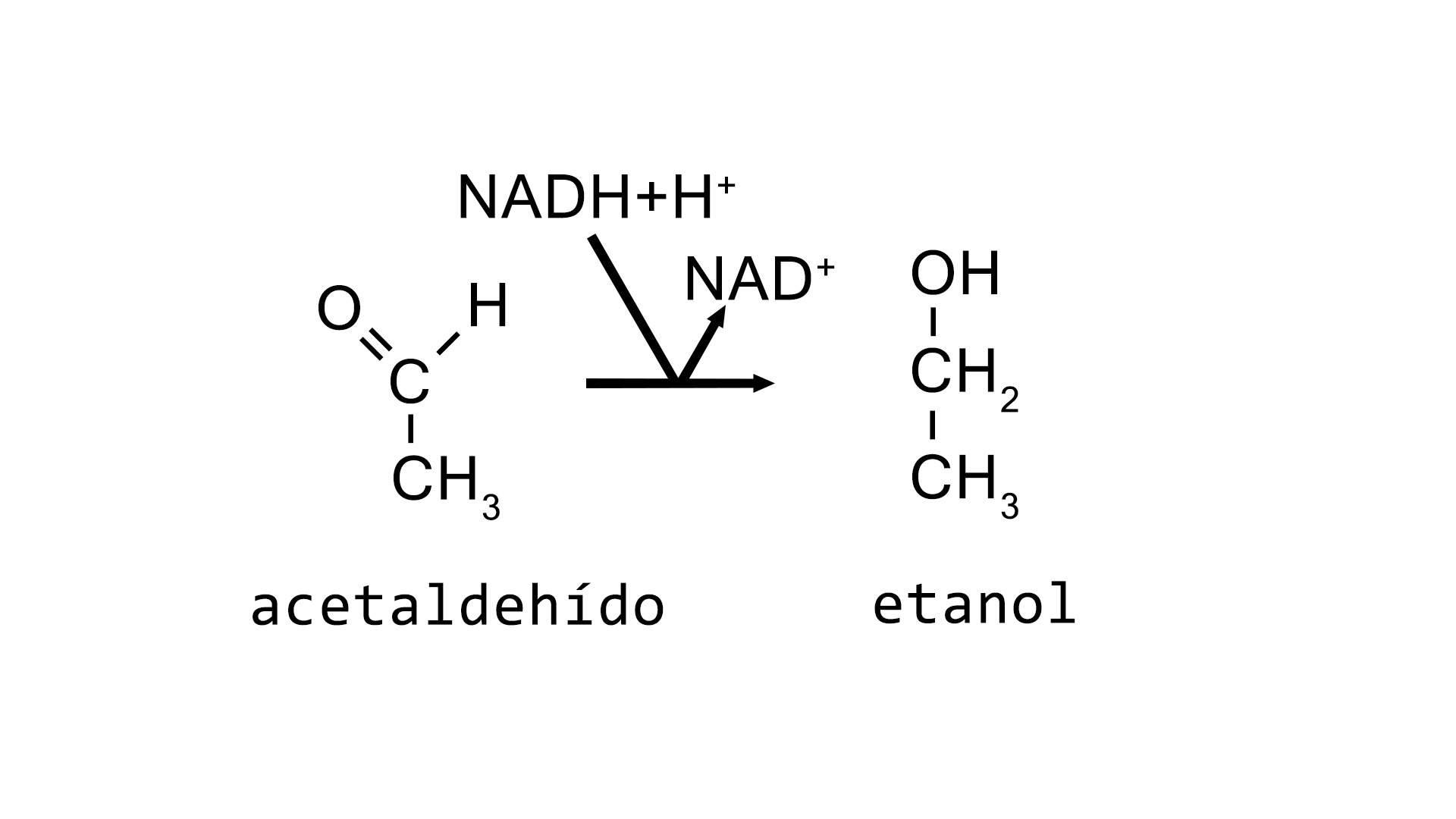 Reducción del acetaldehído catalizada por la enzima alcohol deshidrogenasa
