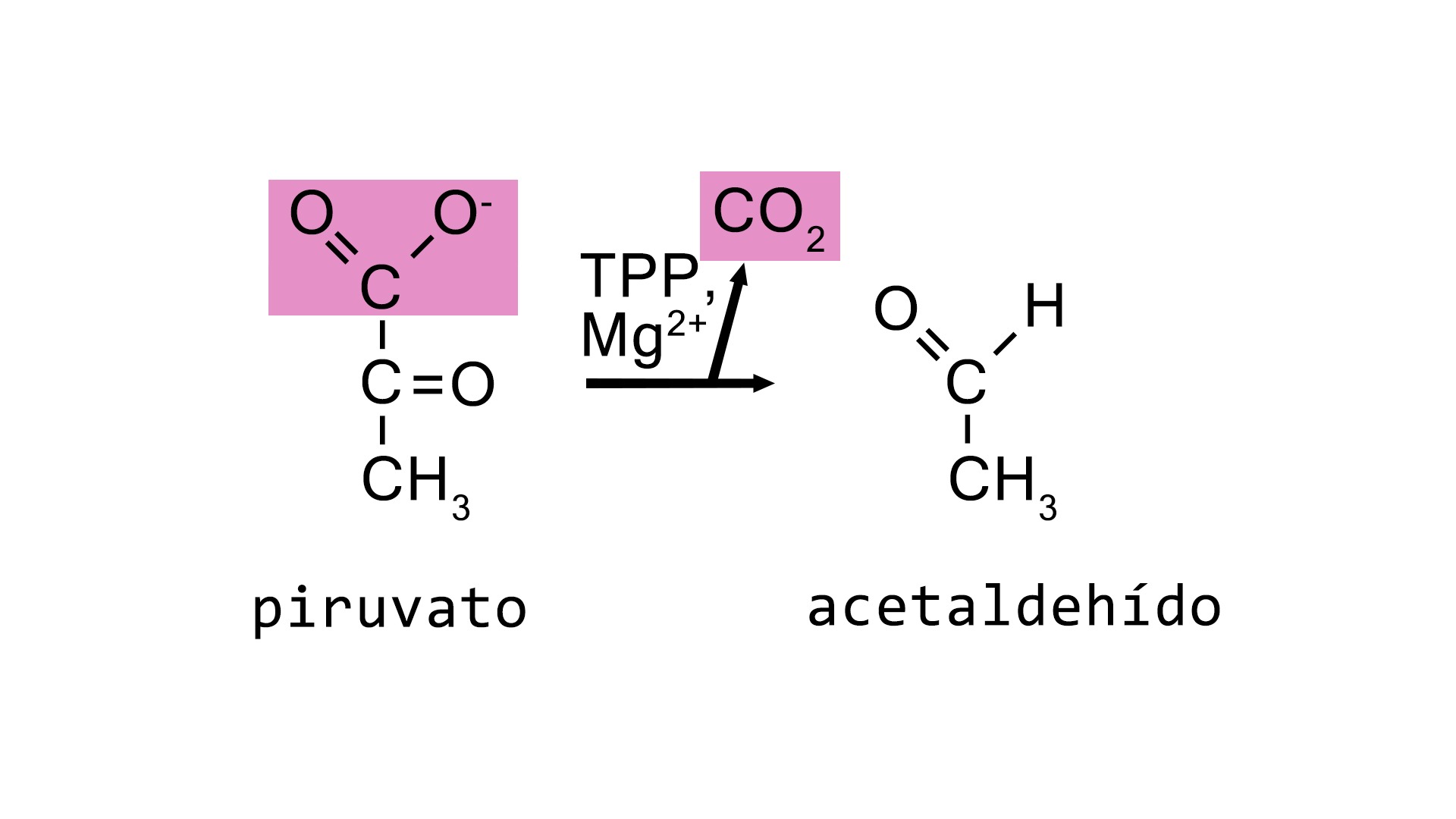 Descarboxilación del piruvato catalizada por la enzima piruvato descarboxilasa